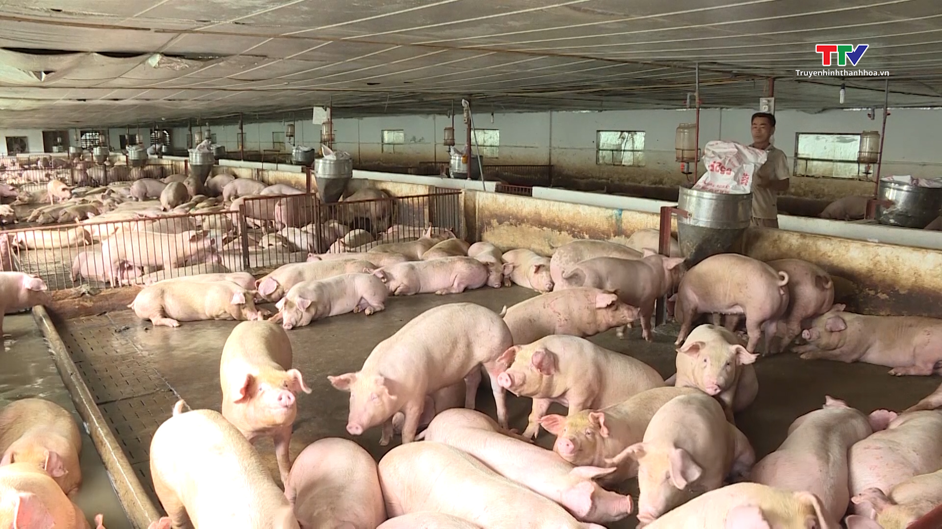 Chăn nuôi lợn gặp khó do giá bán thấp, dịch bệnh quay trở lại - Ảnh 2.