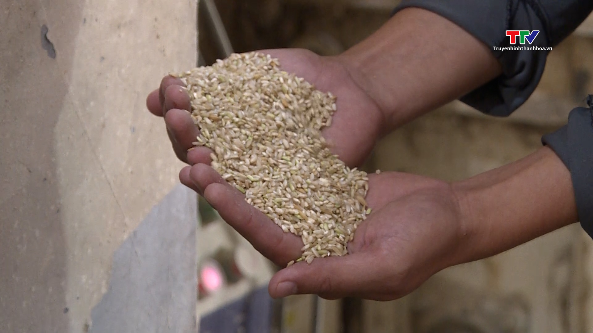 Ứng dụng khoa học công nghệ trong sản xuất chế biến lúa gạo - Ảnh 5.