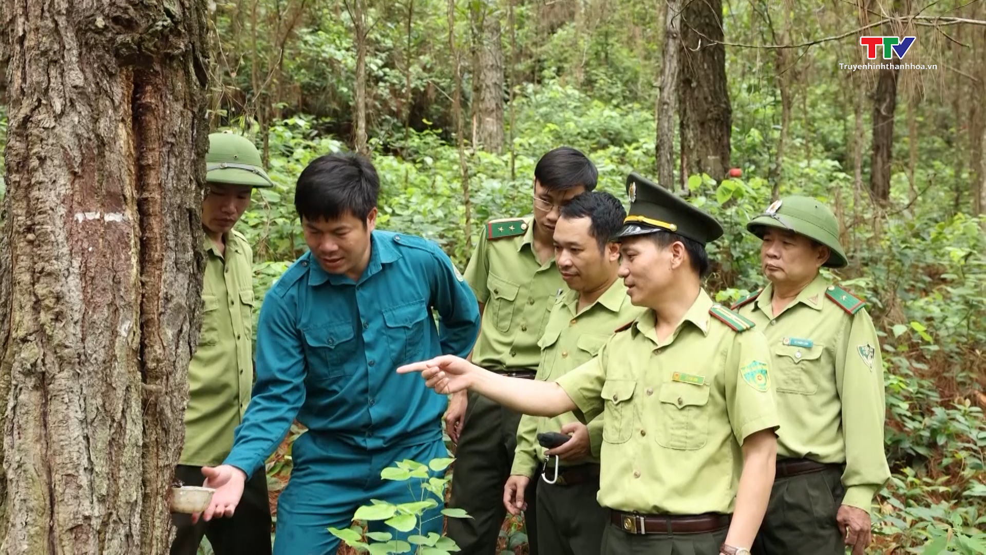 Huyện Như Thanh phát triển diện tích rừng trồng gỗ lớn- Ảnh 1.