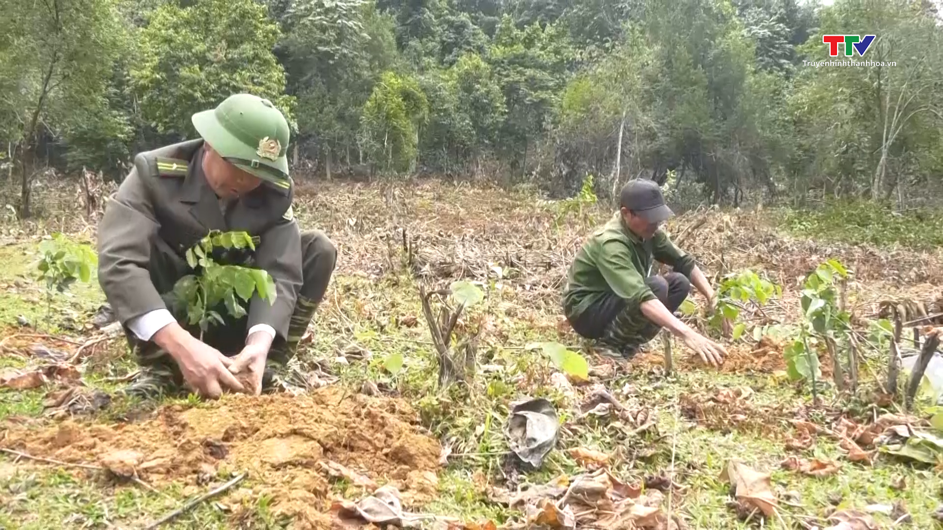 Thanh Hóa vượt kế hoạch trồng rừng tập trung năm 2023- Ảnh 1.