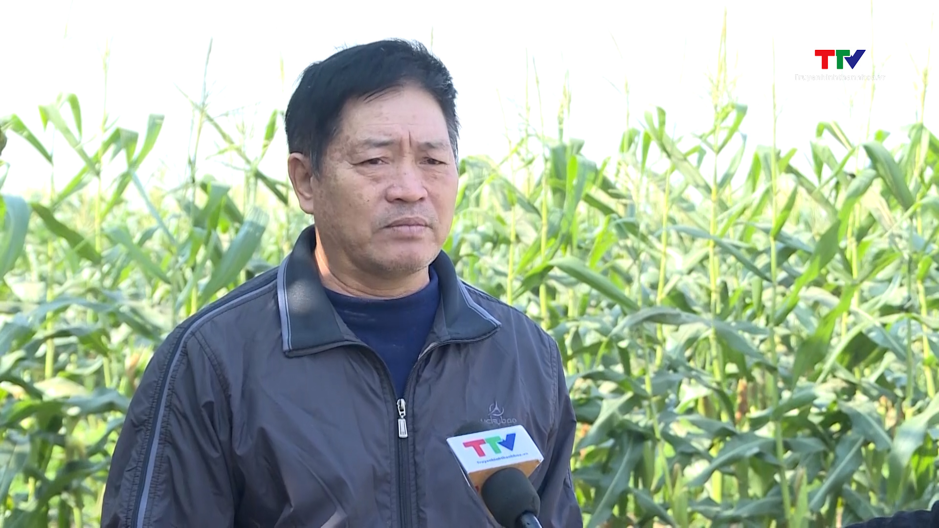 Gần 800 ha cây trồng vụ đông của huyện Hậu Lộc được liên kết sản xuất- Ảnh 2.