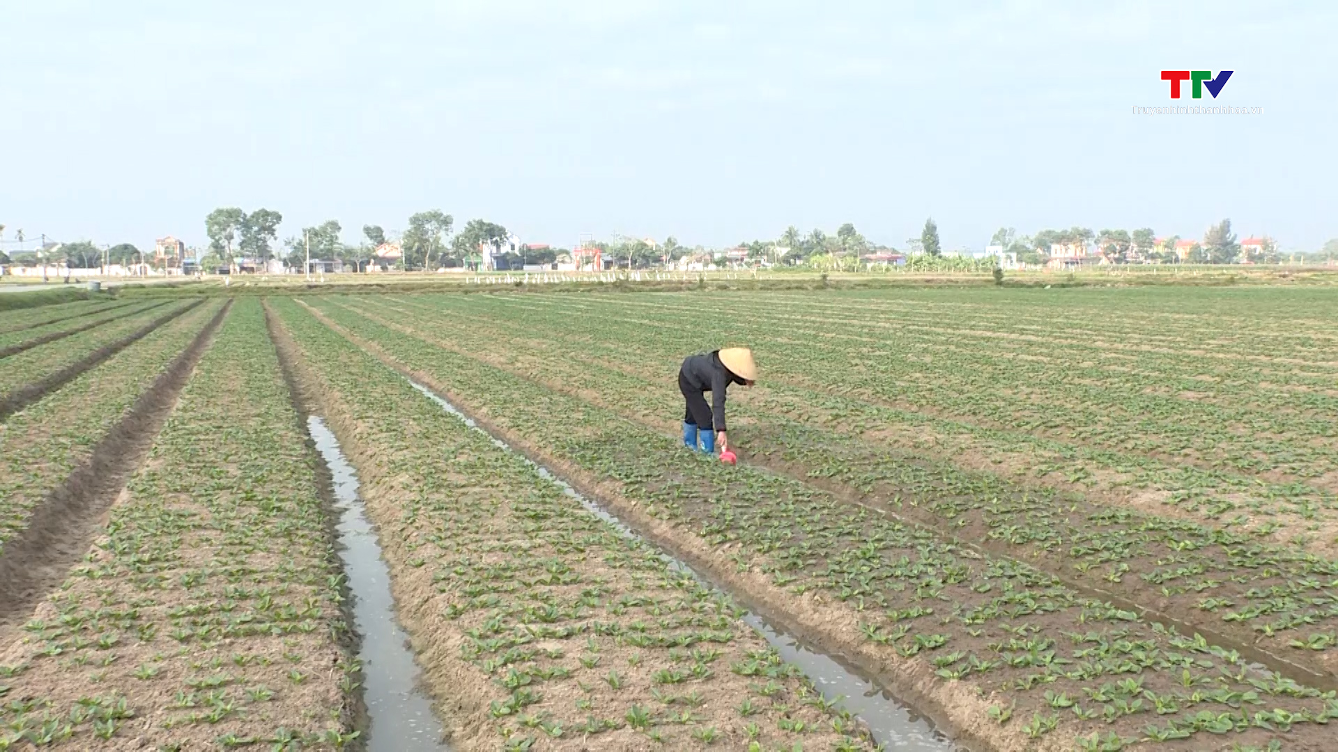 Gần 800 ha cây trồng vụ đông của huyện Hậu Lộc được liên kết sản xuất- Ảnh 1.
