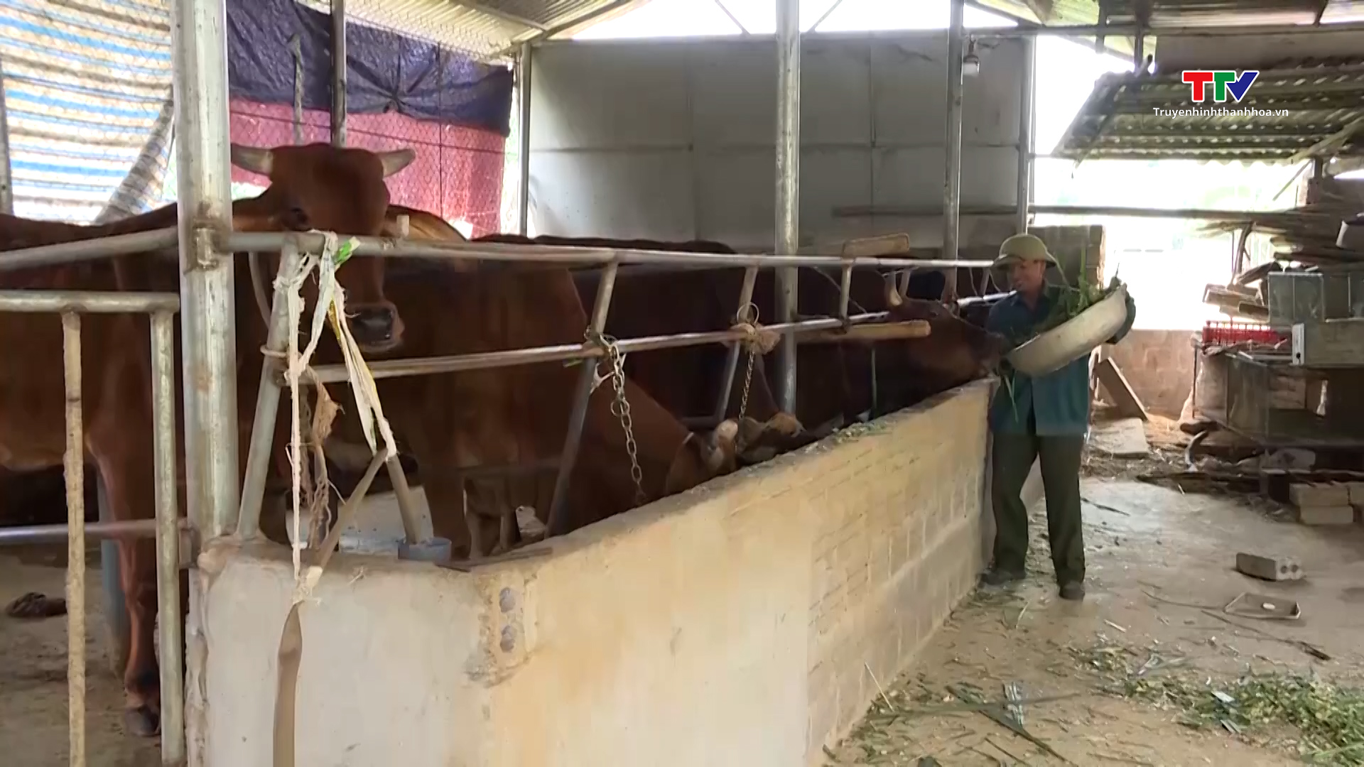 Tích cực chăm sóc đàn vật nuôi phục vụ thị  trường Tết Nguyên Đán- Ảnh 3.