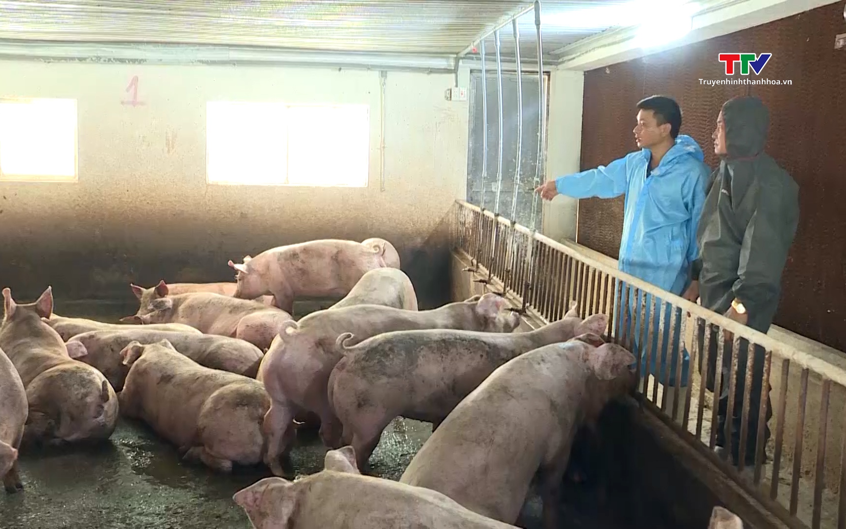 Chăn nuôi an toàn sinh học để phòng ngừa dịch tả lợn châu Phi 