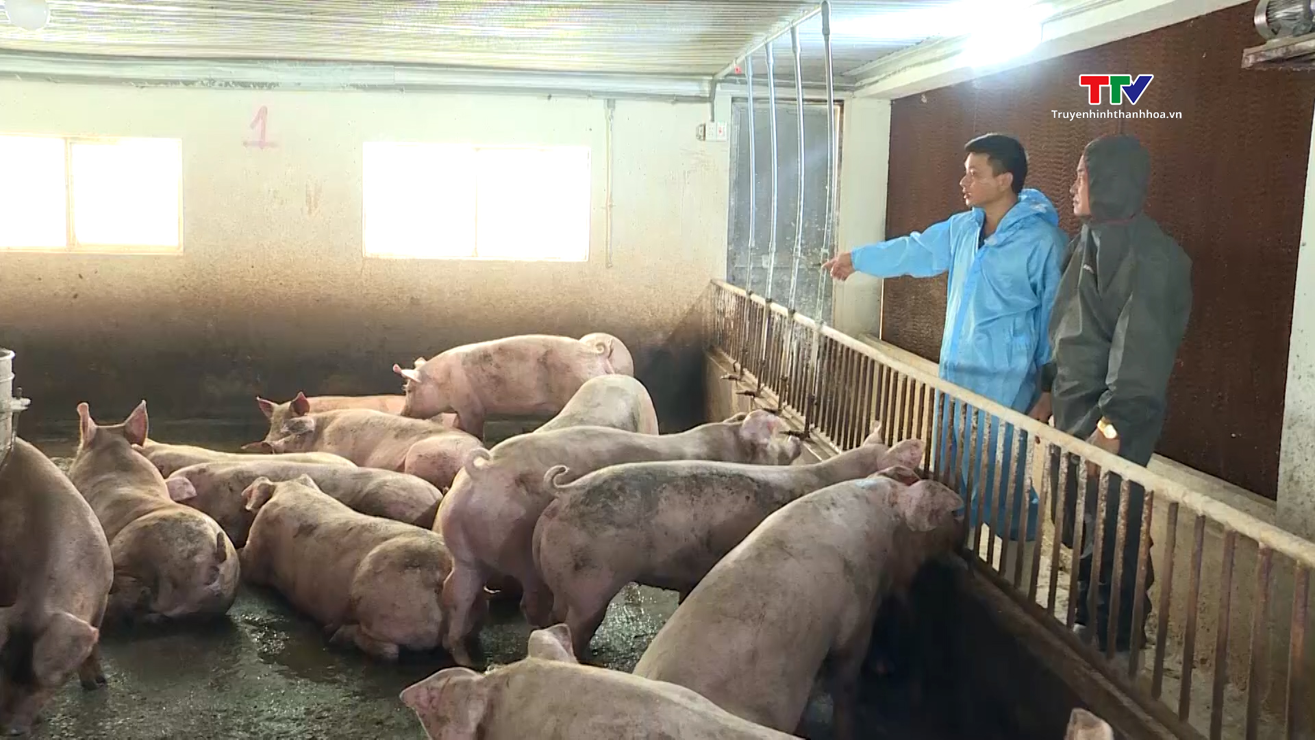 Chăn nuôi an toàn sinh học để phòng ngừa dịch tả lợn châu Phi - Ảnh 2.