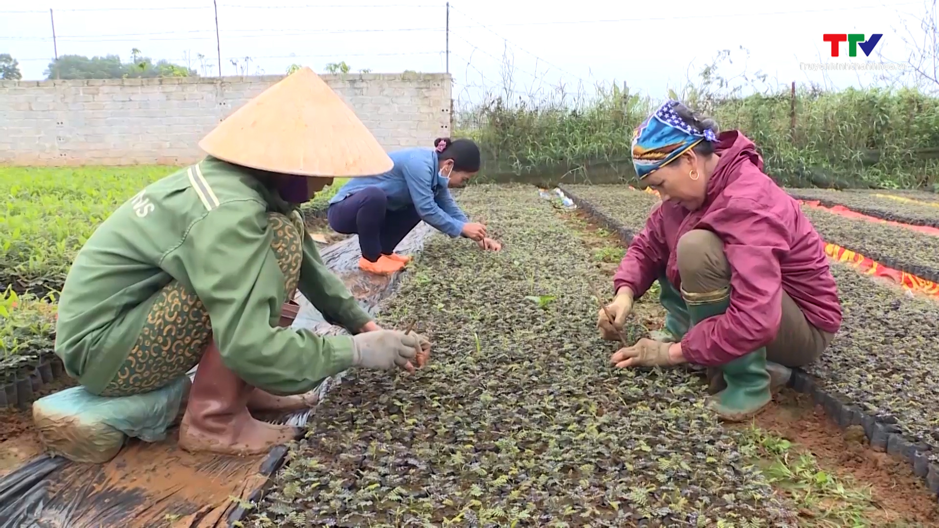 Đảm bảo nguồn giống cây lâm nghiệp phục vụ trồng rừng năm 2023 - Ảnh 2.