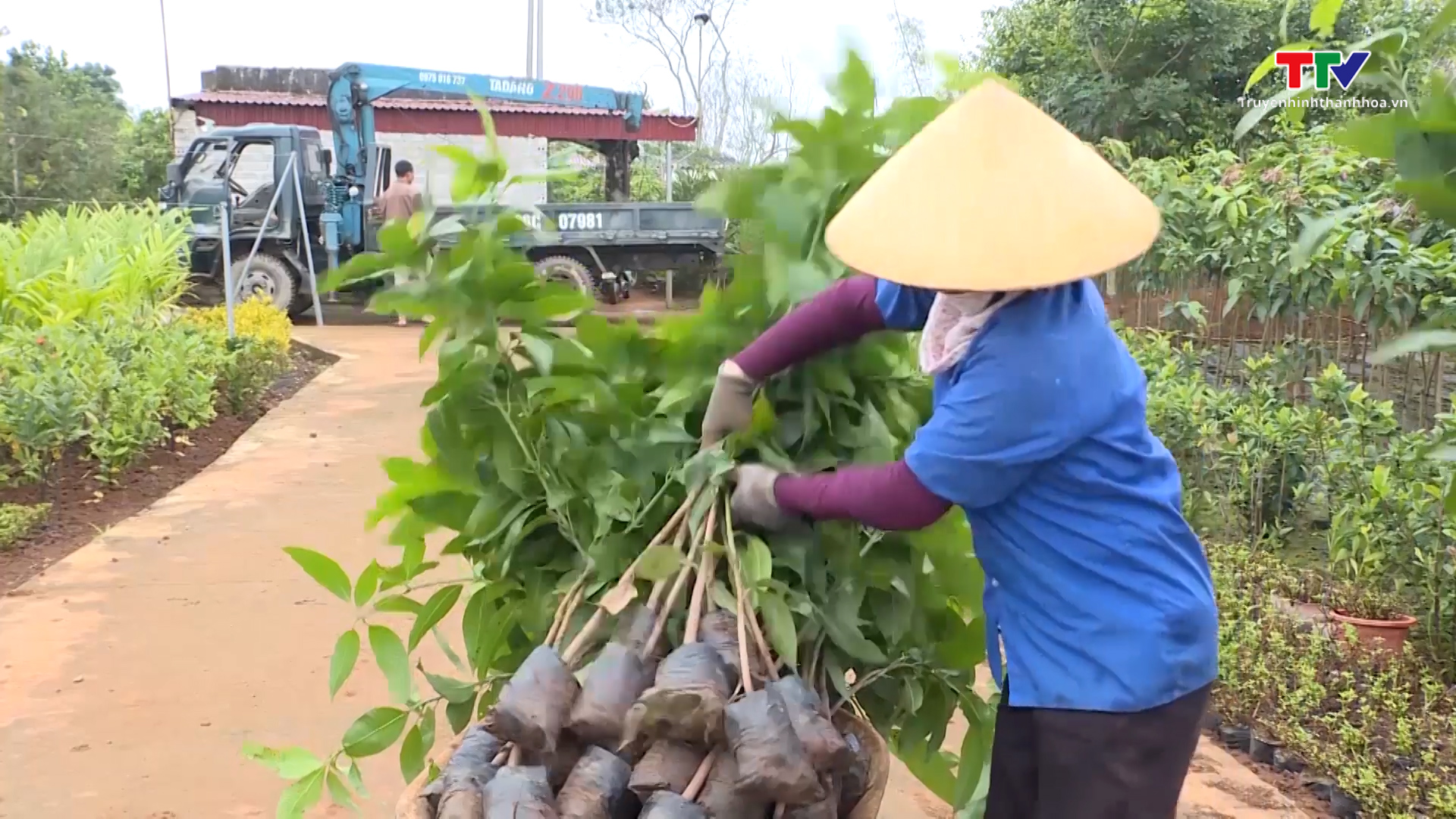 Đảm bảo nguồn giống cây lâm nghiệp phục vụ trồng rừng năm 2023 - Ảnh 7.