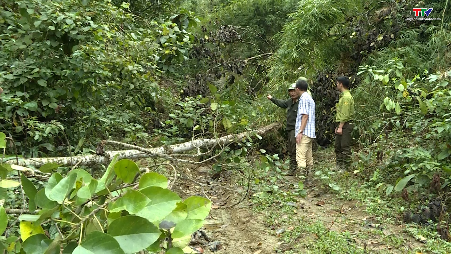 Sẽ xử lý nghiêm các đối tượng khai thác rừng trái phép tại Lang Chánh - Ảnh 2.