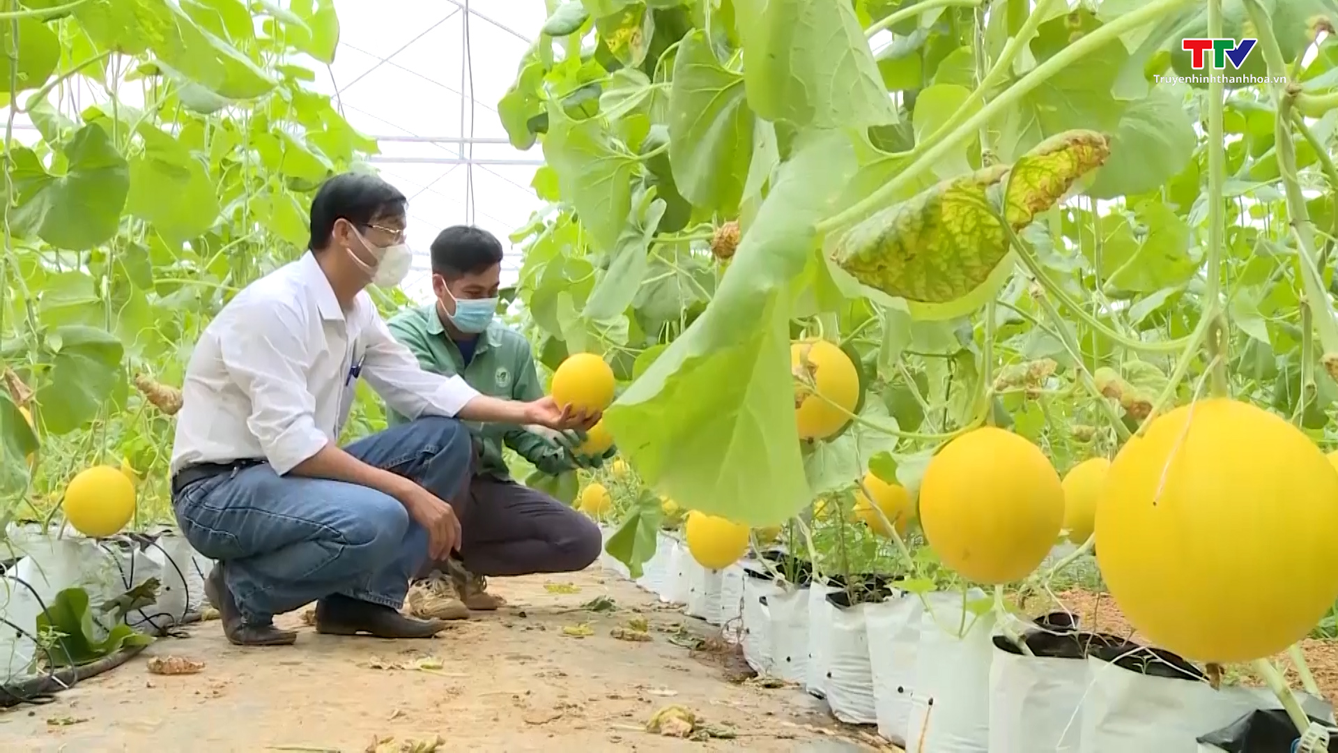 Huyện Vĩnh Lộc phát triển nông nghiệp công nghệ cao - Ảnh 2.