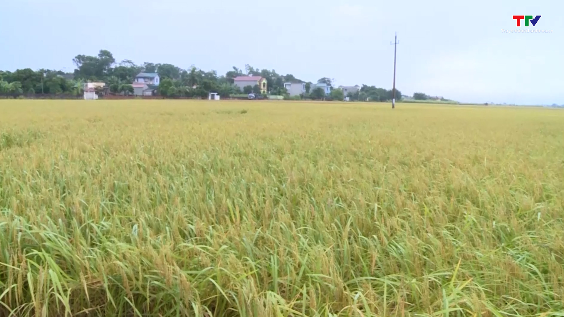Xây dựng thương hiệu lúa gạo Thanh Hóa - Ảnh 2.