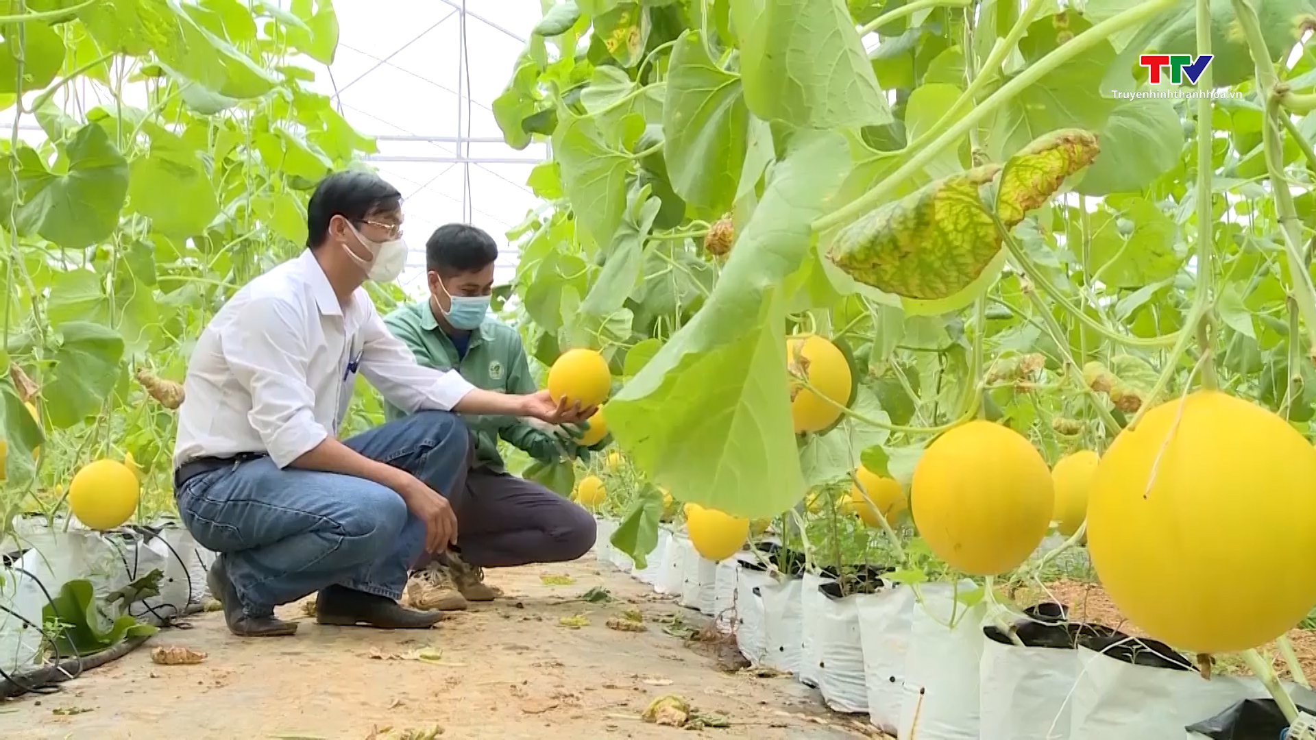 Huyện Vĩnh Lộc ứng dụng khoa học công nghệ trong sản xuất nông nghiệp - Ảnh 3.