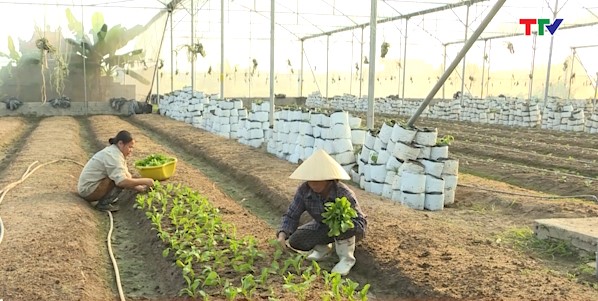 Đông Sơn: Tổng doanh thu các Hợp tác xã nông nghiệp đạt 25 tỷ đồng - Ảnh 2.