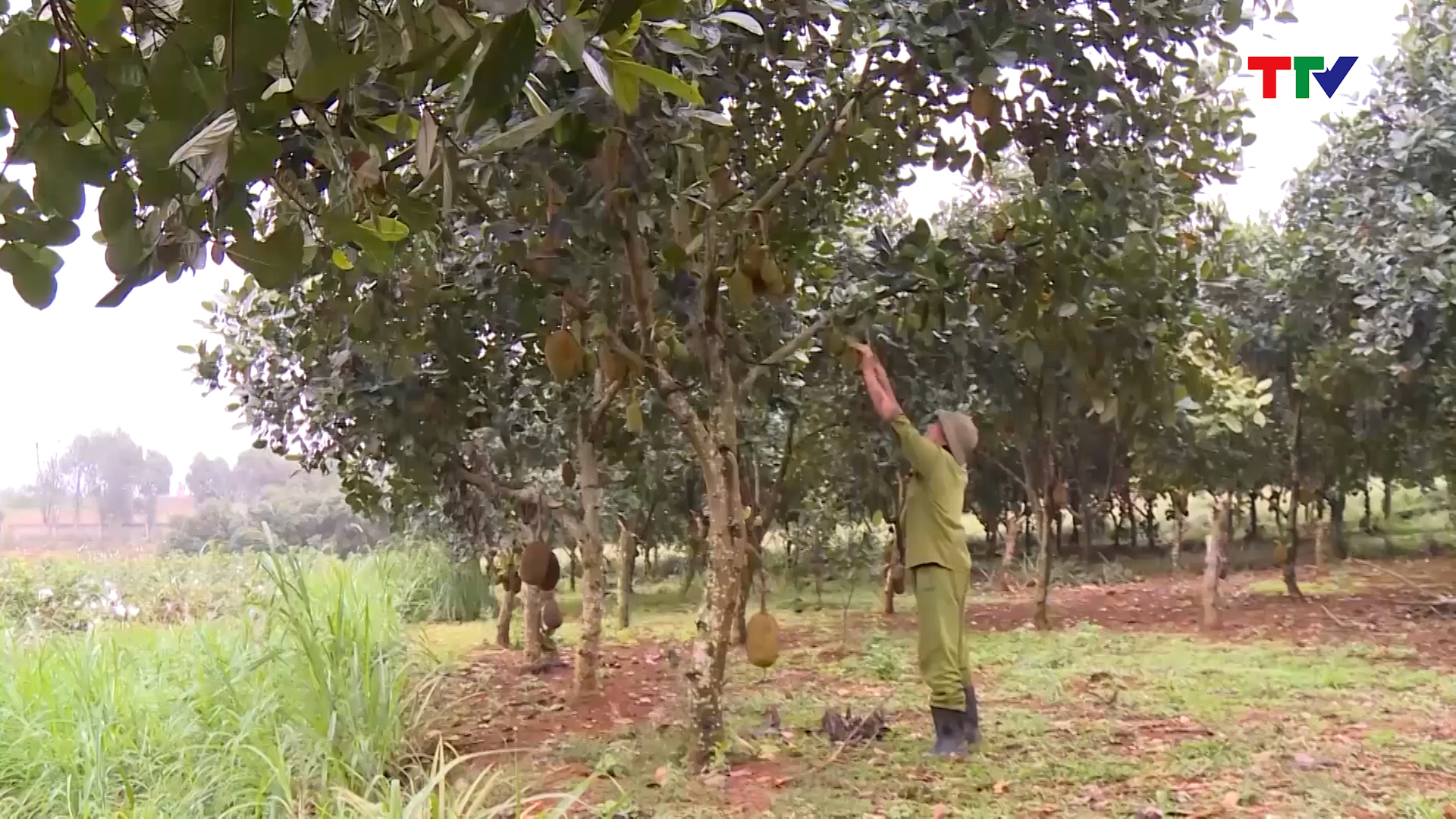 X&atilde; Th&agrave;nh T&acirc;m đẩy mạnh t&aacute;i cơ cấu n&ocirc;ng nghiệp - Ảnh 2.