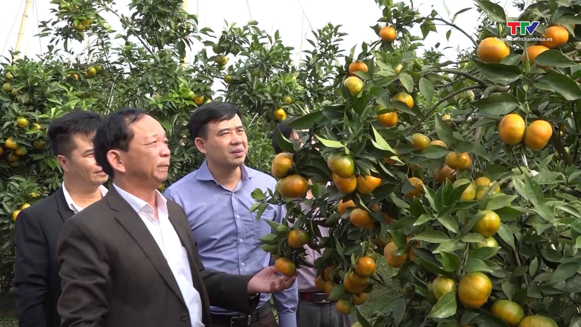 Thạch Thành phát triển các sản phẩm nông nghiệp chủ lực - Ảnh 2.
