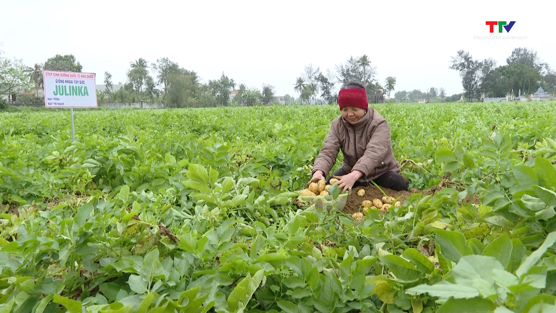 Đảng bộ xã Hoằng Đông đẩy mạnh tái cơ cấu sản xuất nông nghiệp - Ảnh 2.