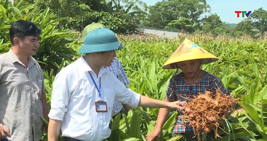 Nông dân xã Triệu Thành trồng riềng đem lại hiệu quả kinh tế ổn định - Ảnh 2.