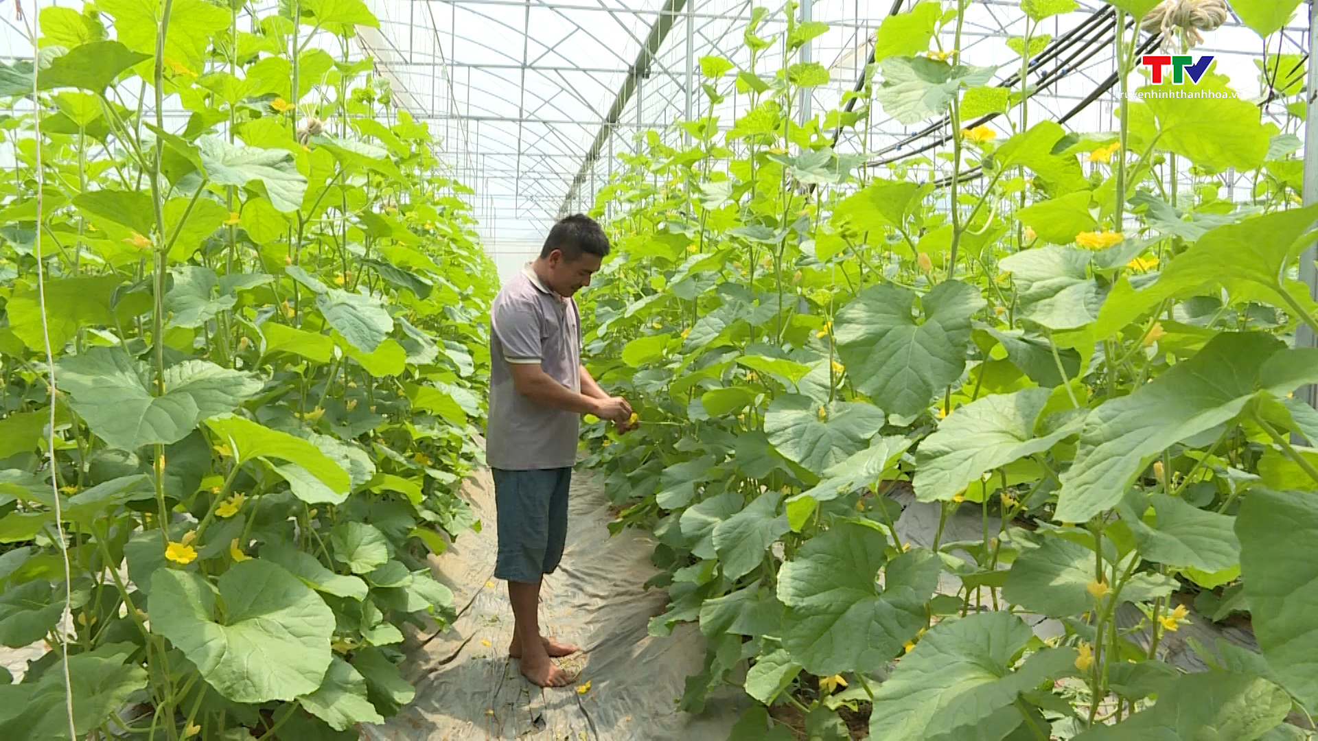 Ứng dụng khoa học và công nghệ trong phát triển nông nghiệp ở huyện Nga Sơn - Ảnh 2.