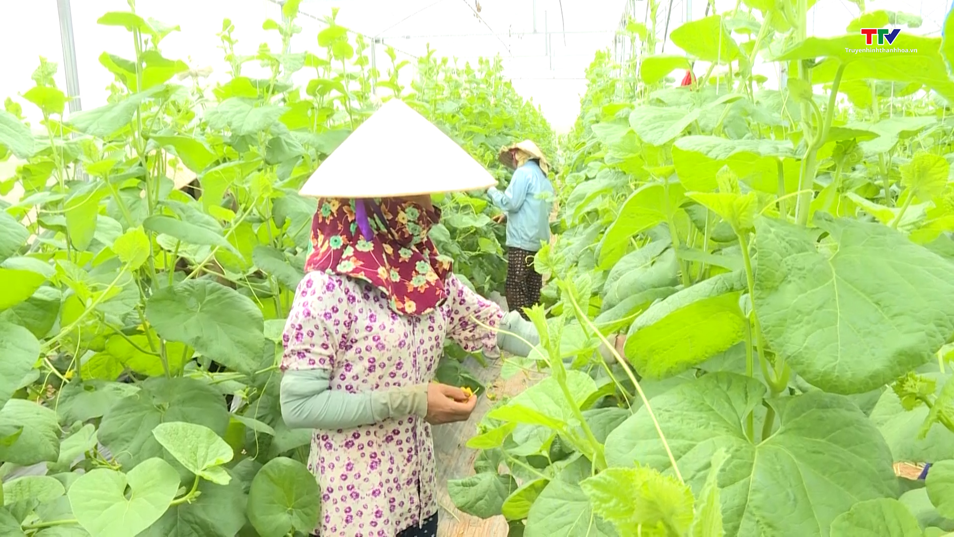  Huyện Nga Sơn tích cực chuyển đổi cơ cấu cây trồng, vật nuôi - Ảnh 3.