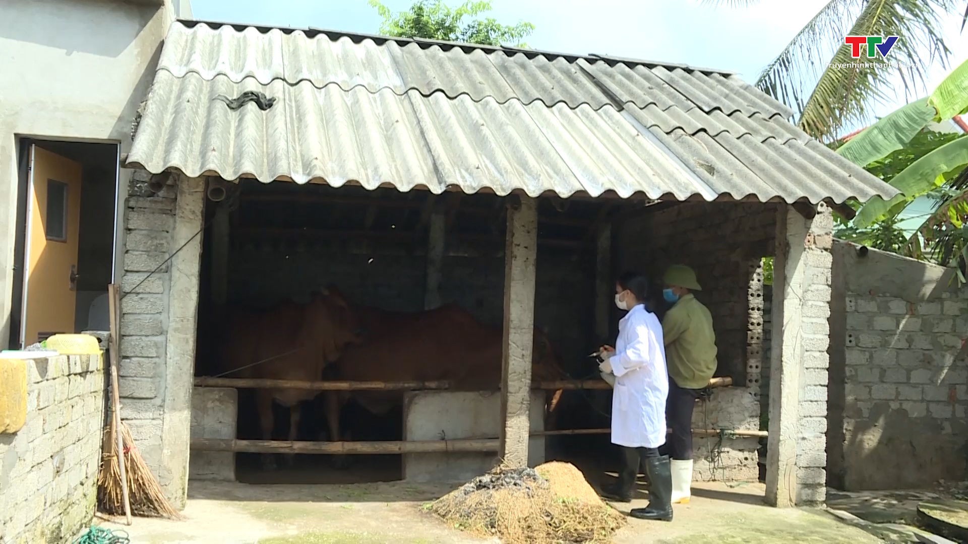 Thanh Hoá hoàn thành 56% mũi tiêm vắc xin phòng bệnh trên đàn gia súc, gia cầm - Ảnh 2.