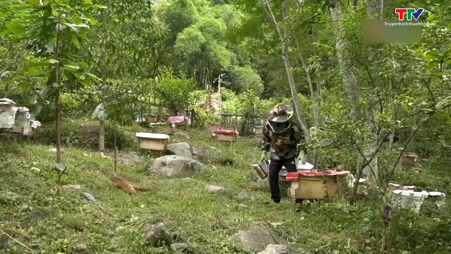 Phát triển bền vững nghề nuôi ong mật - Ảnh 2.