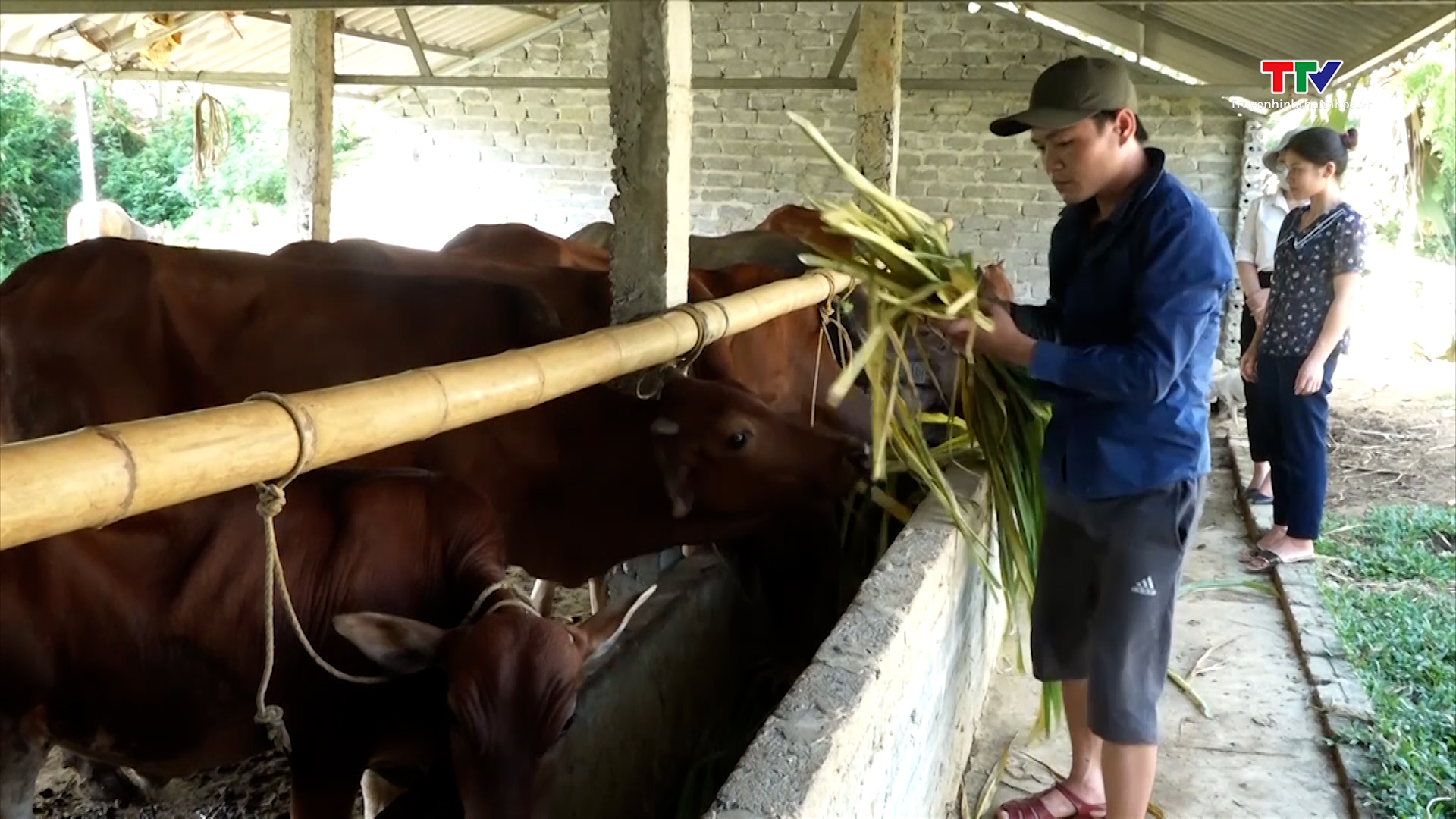 Gương nông dân Lê Hữu Dương điển hình làm kinh tế giỏi từ mô hình nuôi lợn cỏ thả đồi - Ảnh 3.