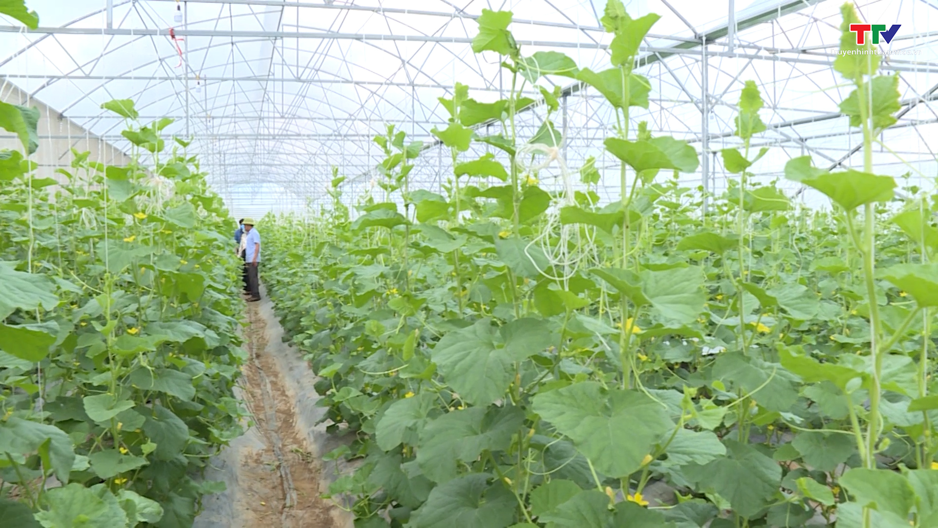 Hiệu quả thực hiện tái cơ cấu nông nghiệp ở huyện Như Xuân - Ảnh 2.