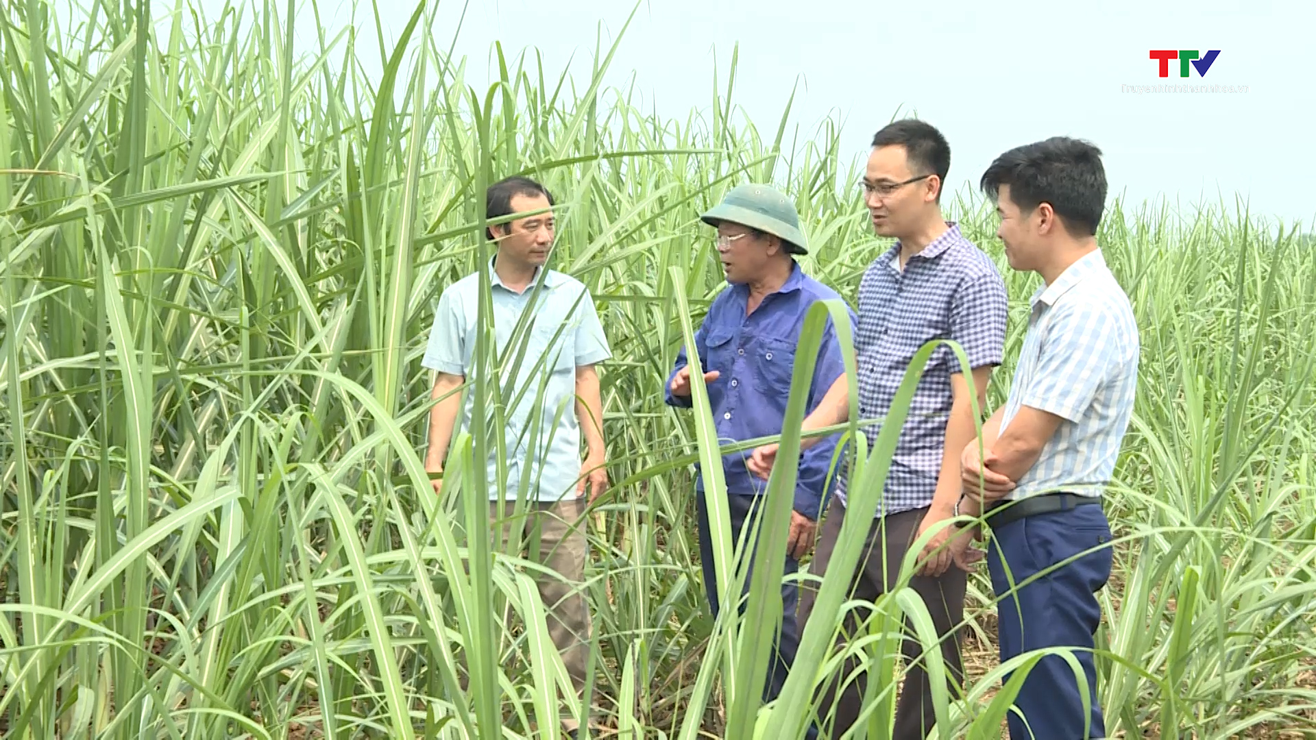 Huyện Thạch Thành đẩy mạnh tích tụ, tập trung đất đai, nâng cao hiệu quả sản xuất nông nghiệp - Ảnh 2.