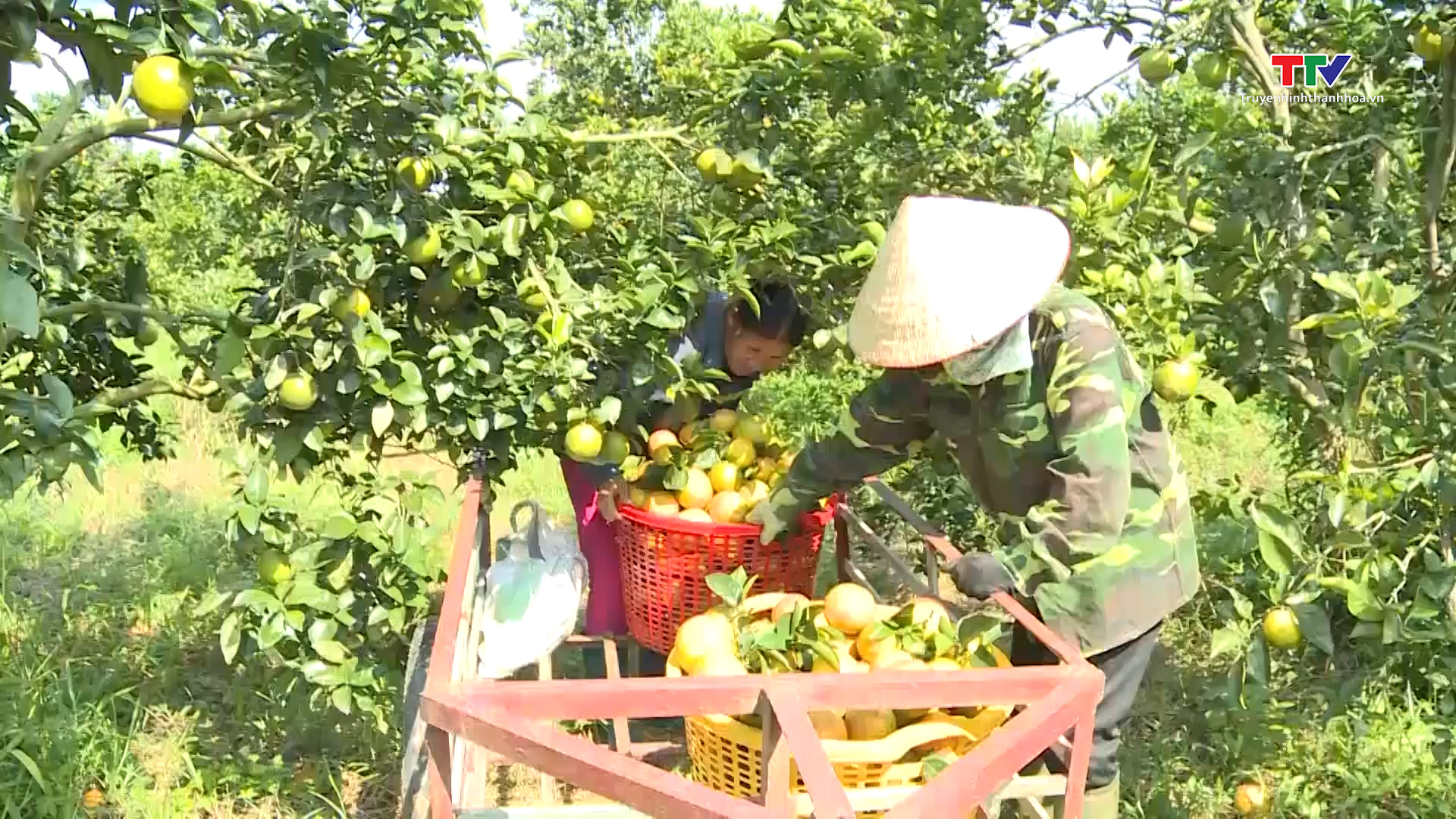 Huyện Thạch Thành đẩy mạnh tích tụ, tập trung đất đai, nâng cao hiệu quả sản xuất nông nghiệp - Ảnh 5.
