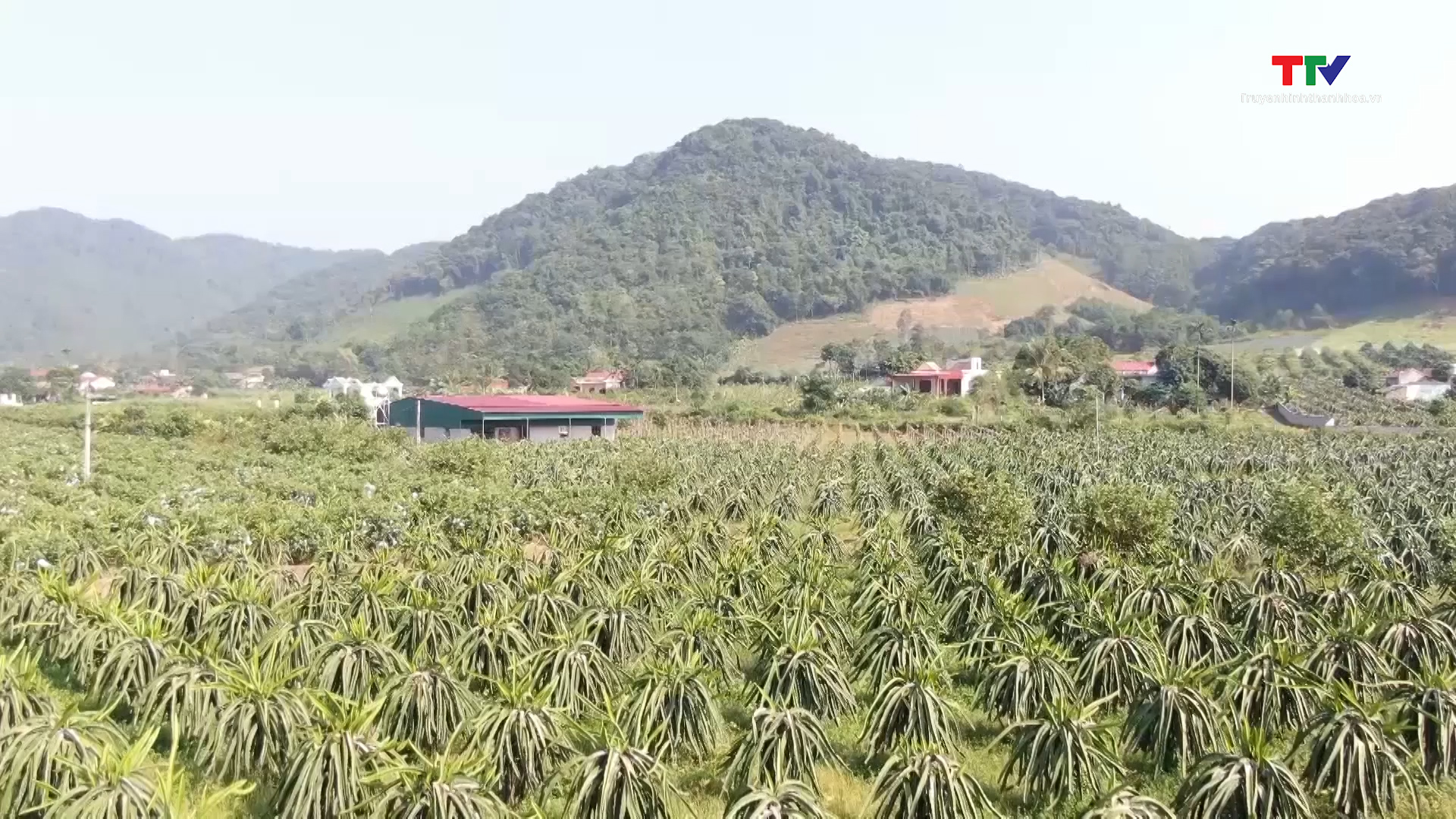 Huyện Thạch Thành đẩy mạnh tích tụ, tập trung đất đai, nâng cao hiệu quả sản xuất nông nghiệp - Ảnh 6.