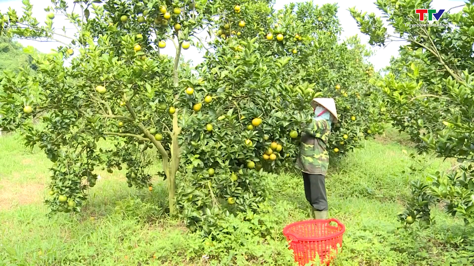Thanh Hóa phát triển trồng cây ăn quả theo tiêu chuẩn VietGAP - Ảnh 2.