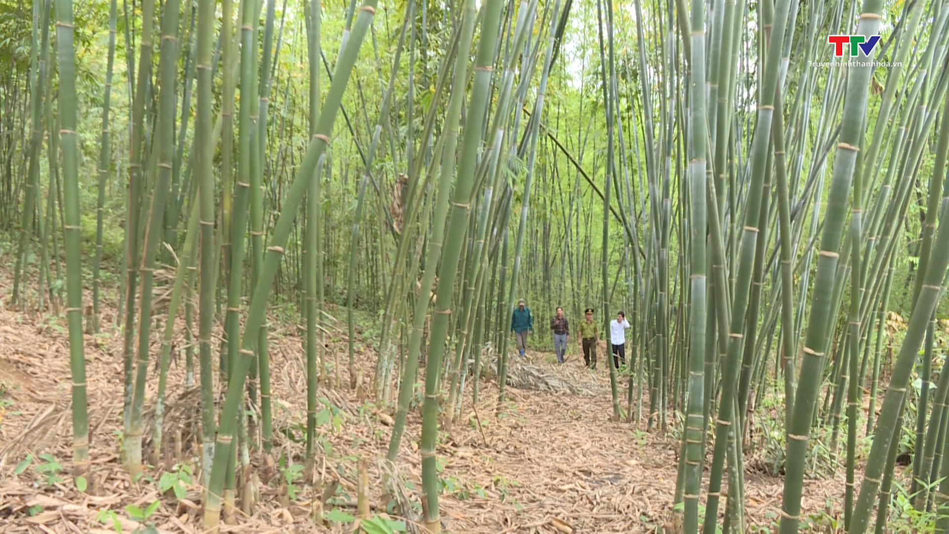 Huyện Quan Sơn đẩy mạnh phát triển rừng bền vững - Ảnh 1.