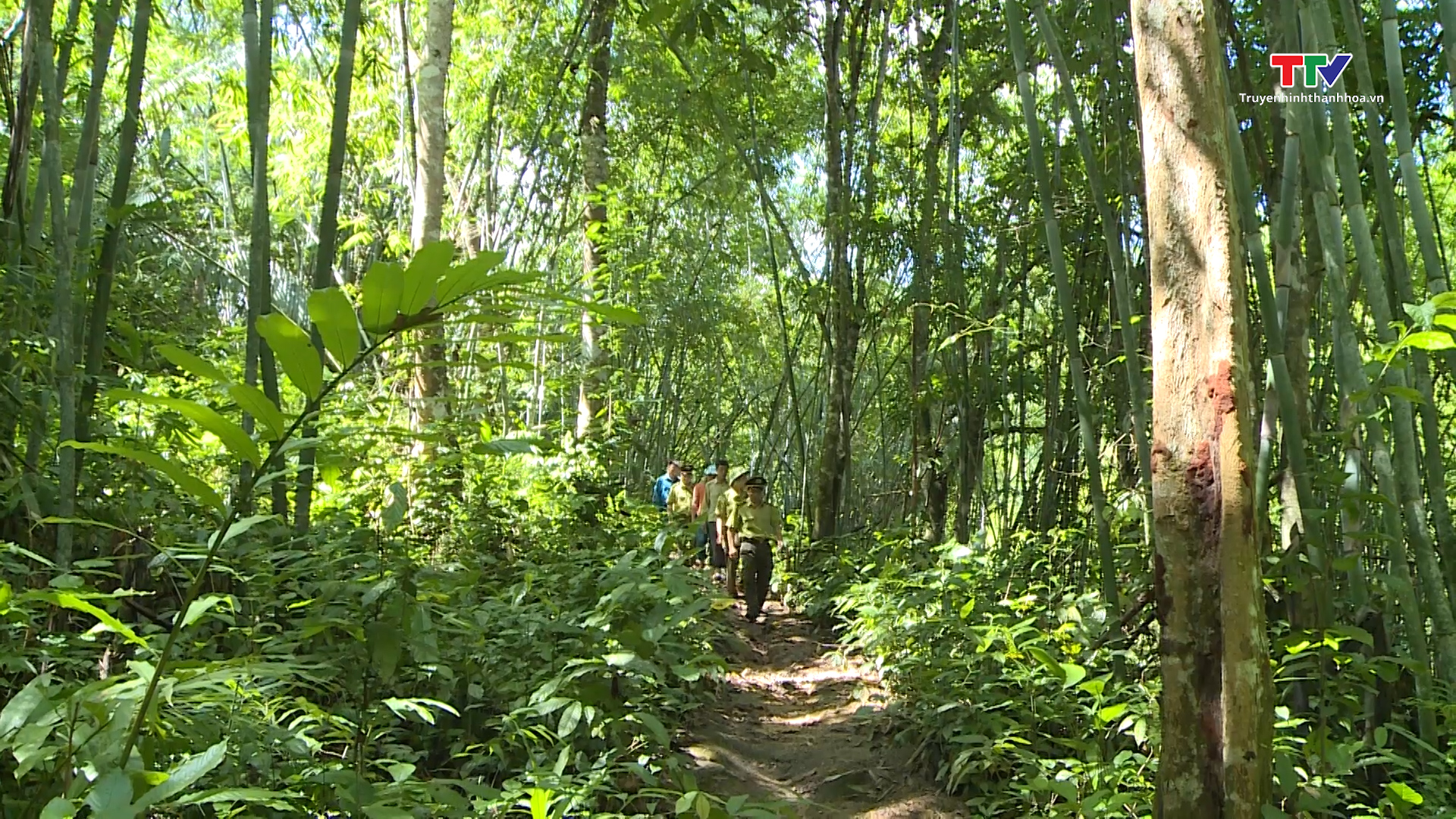 Huyện Quan Sơn đẩy mạnh phát triển rừng bền vững - Ảnh 4.
