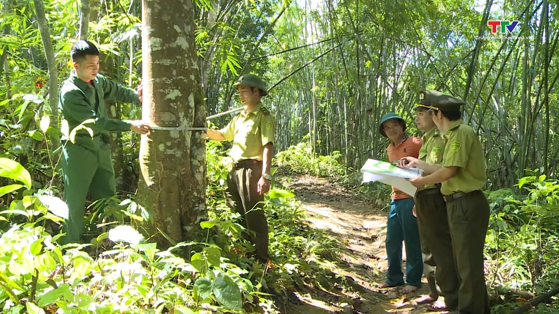 Huyện Quan Sơn đẩy mạnh phát triển rừng bền vững - Ảnh 5.