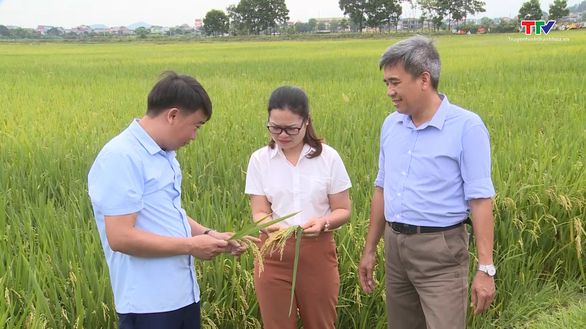 Hiệu quả liên kết sản xuất lúa nếp tại Thanh Hóa - Ảnh 4.