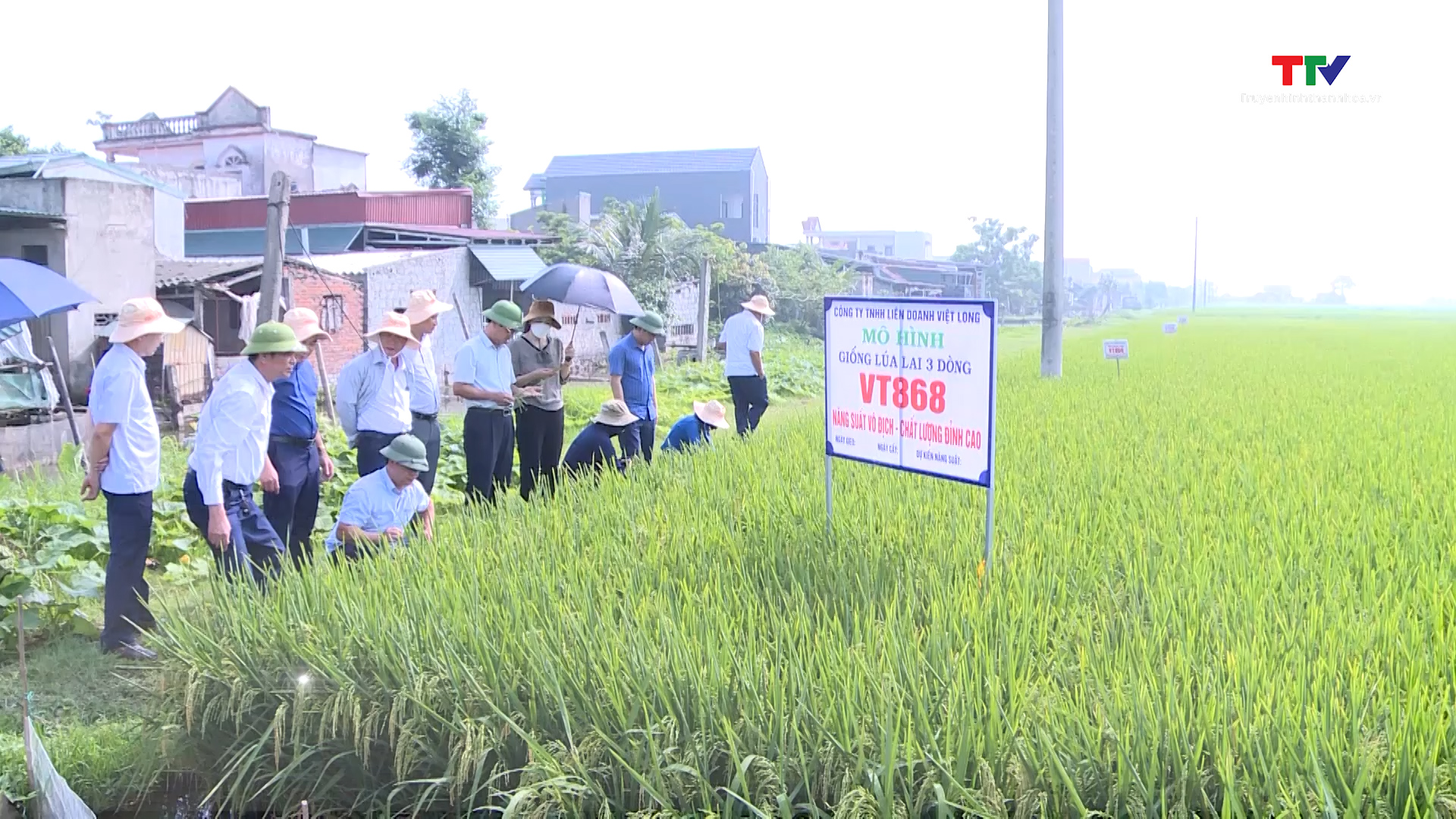 Sở Nông nghiệp và Phát triển nông thôn đánh giá giống lúa lai mới - Ảnh 2.