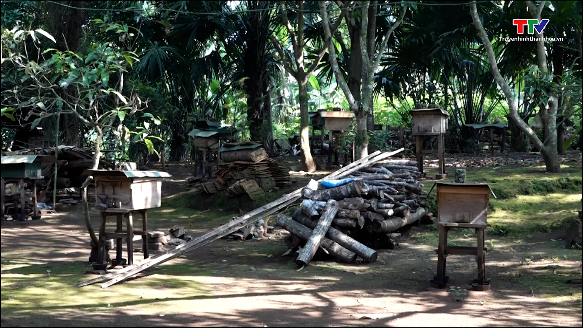 Hiệu quả kinh tế từ nghề nuôi ong lấy mật tại xã Xuân Bình - Ảnh 4.