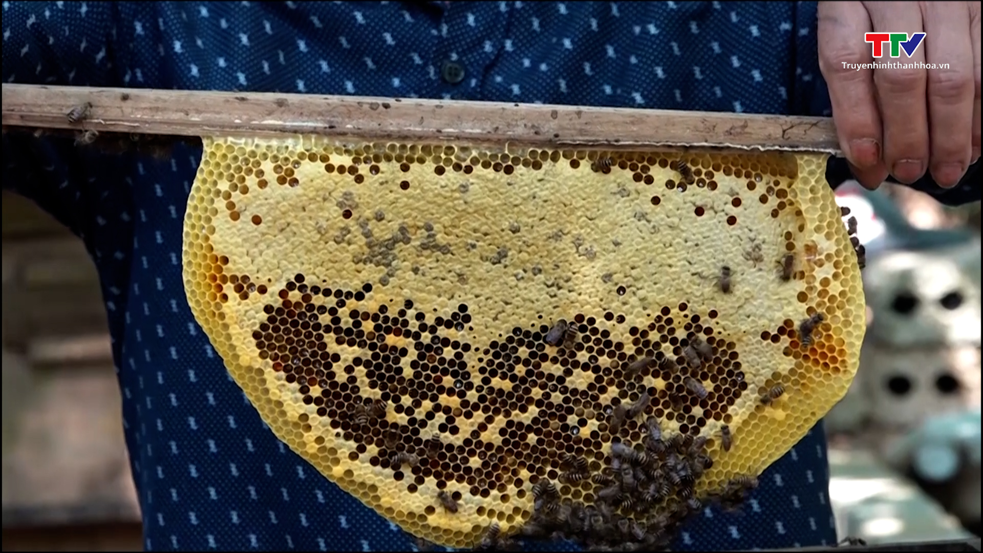 Hiệu quả kinh tế từ nghề nuôi ong lấy mật tại xã Xuân Bình - Ảnh 3.