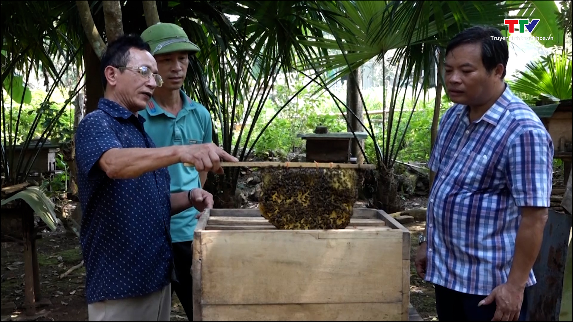 Hiệu quả kinh tế từ nghề nuôi ong lấy mật tại xã Xuân Bình - Ảnh 2.