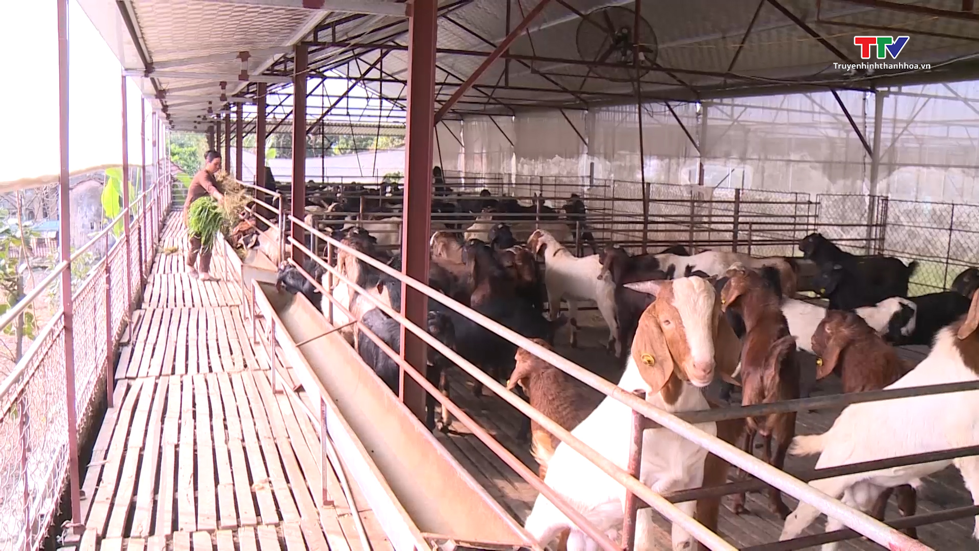 Phát triển kinh tế trang trại ở thị xã Bỉm Sơn đạt hiệu quả cao - Ảnh 2.