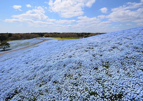 Nhật Bản đẹp kỳ ảo trong mùa hoa mắt xanh nở rộ - Ảnh 1.