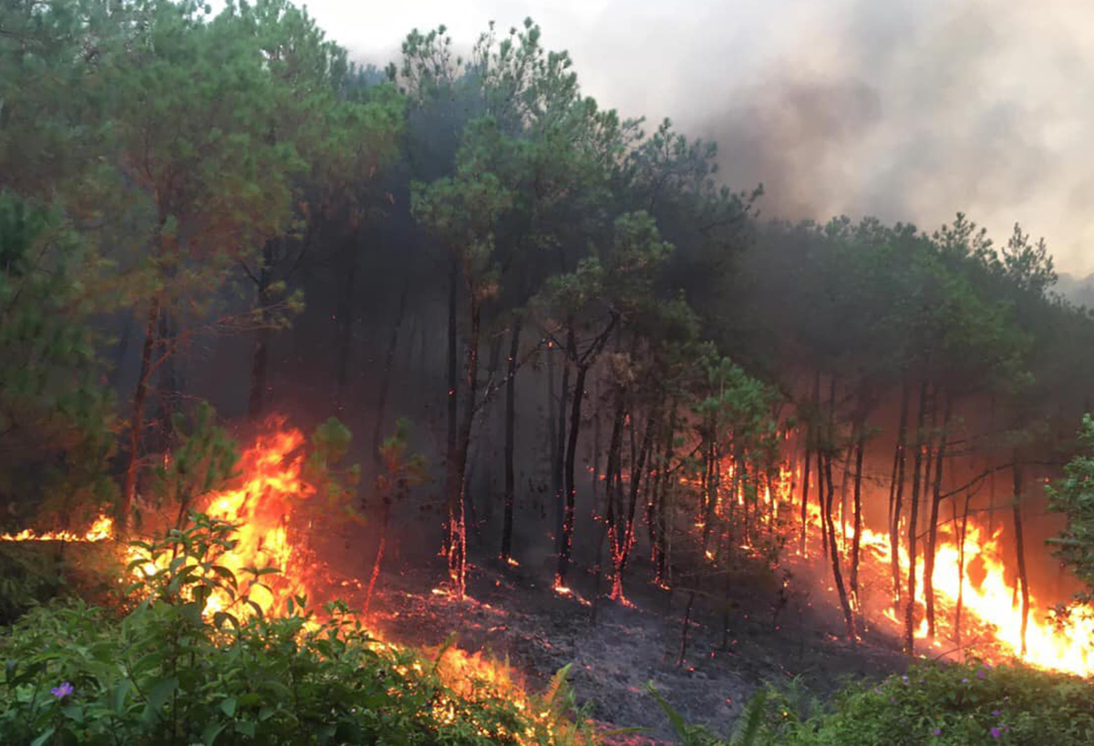 Dự báo cháy rừng từ ngày 31/5-03/6/2023 trên địa bàn tỉnh Thanh Hóa - Ảnh 1.
