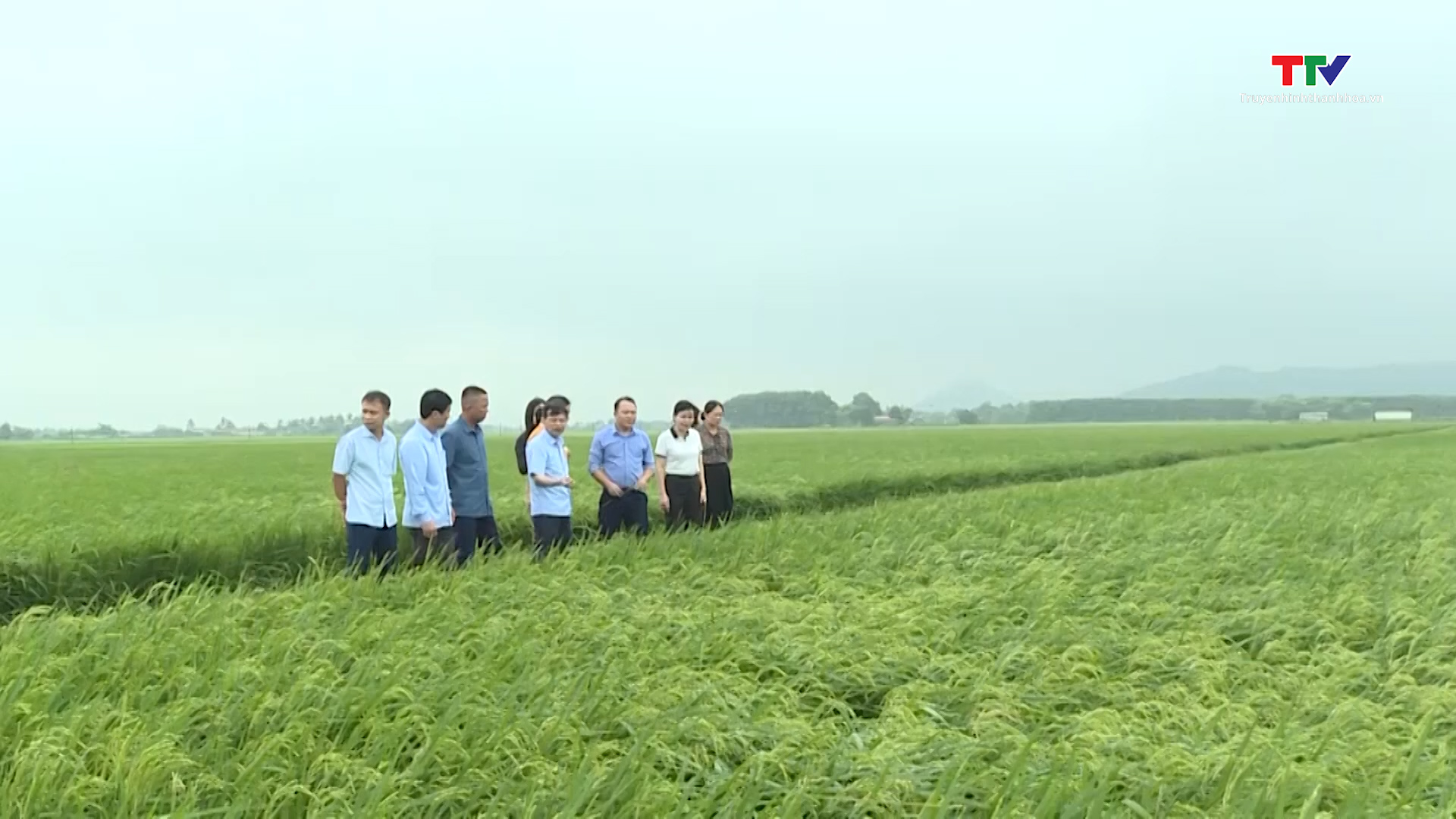 Huyện Nông Cống đẩy mạnh tích tụ, tập trung đất đai để sản xuất nông nghiệp quy mô lớn- Ảnh 1.