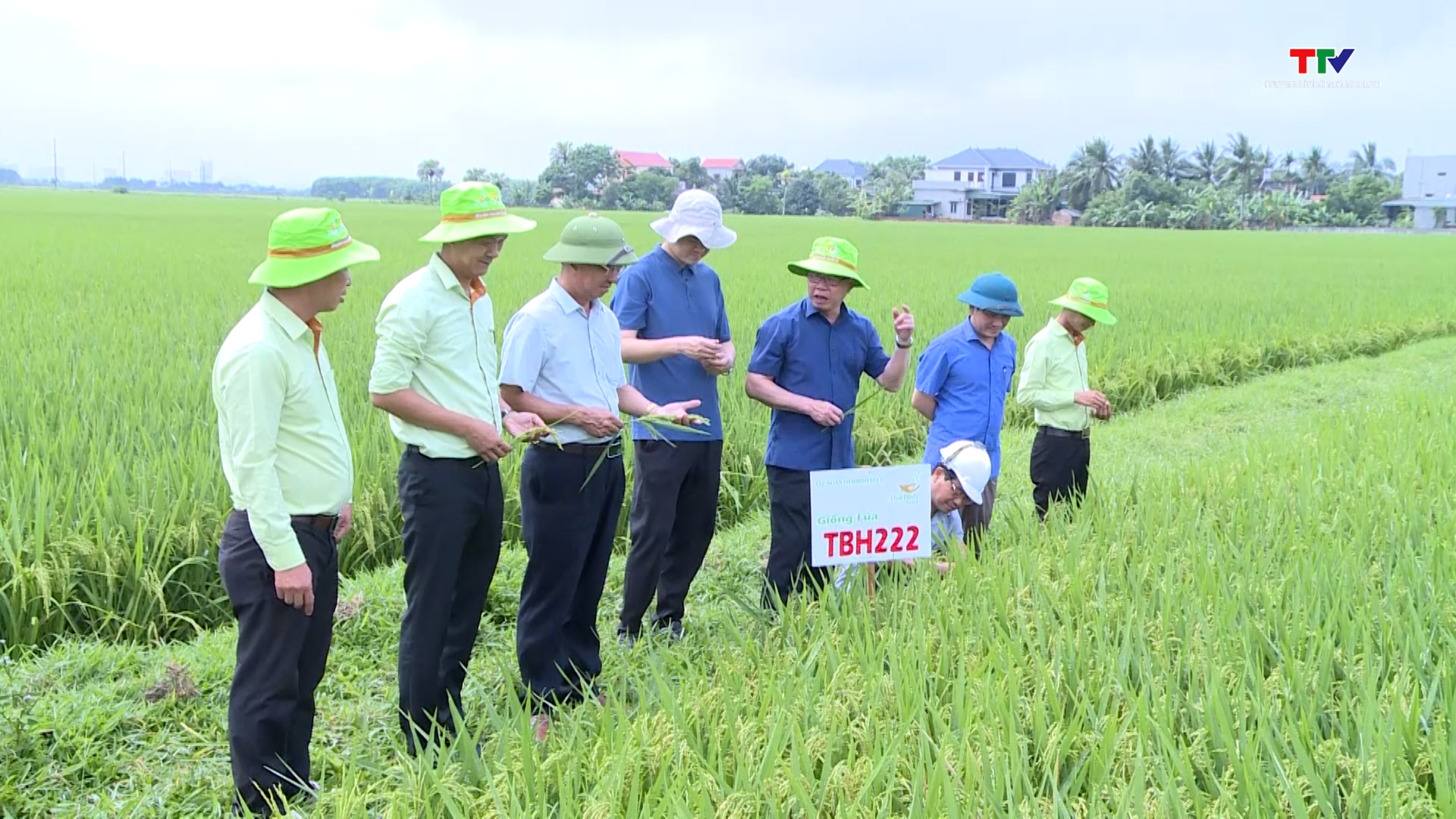 Các giống lúa mới trên đồng đất Thanh Hóa có nhiều ưu điểm, năng suất cao - Ảnh 2.
