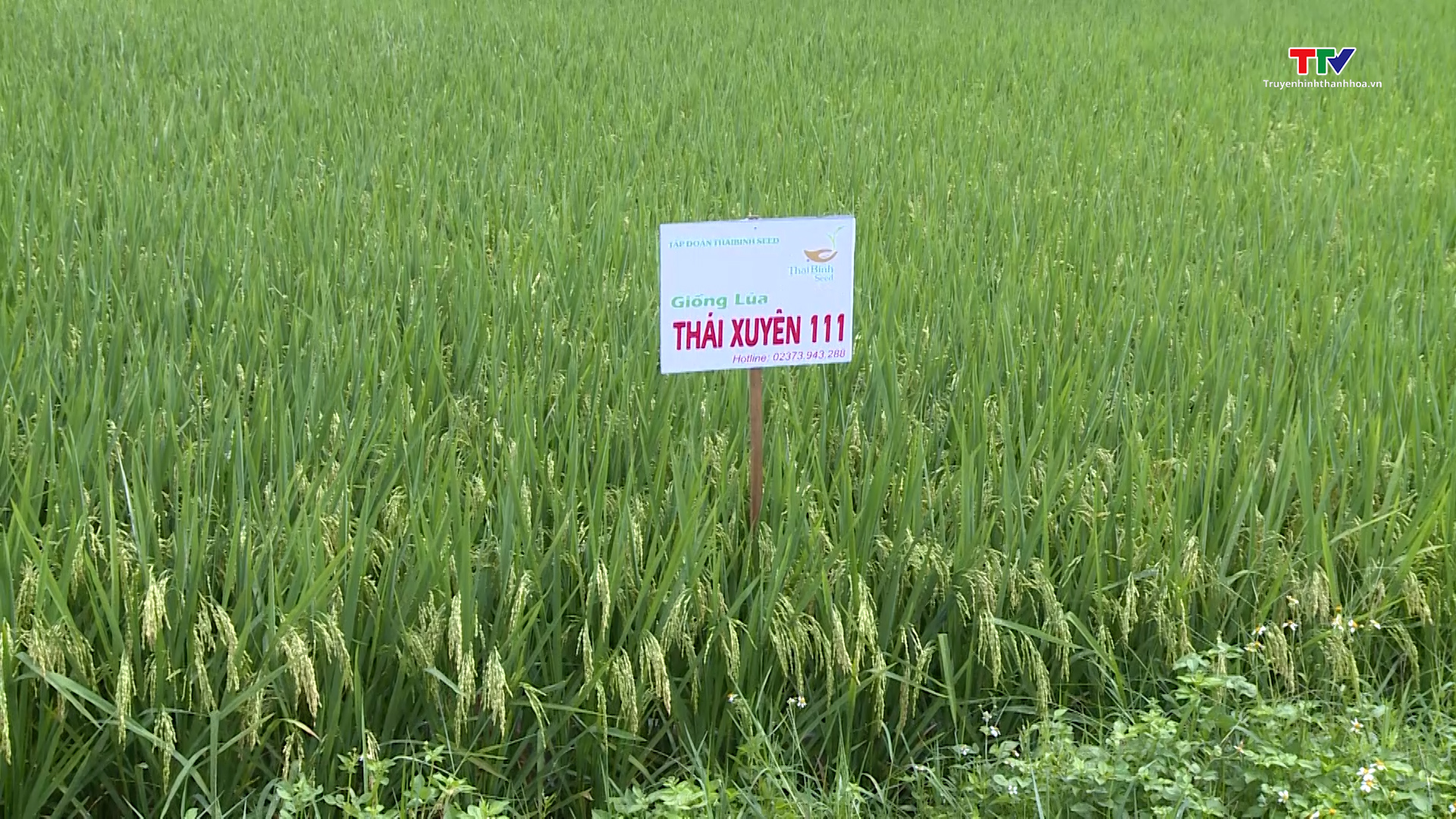Các giống lúa mới trên đồng đất Thanh Hóa có nhiều ưu điểm, năng suất cao - Ảnh 3.