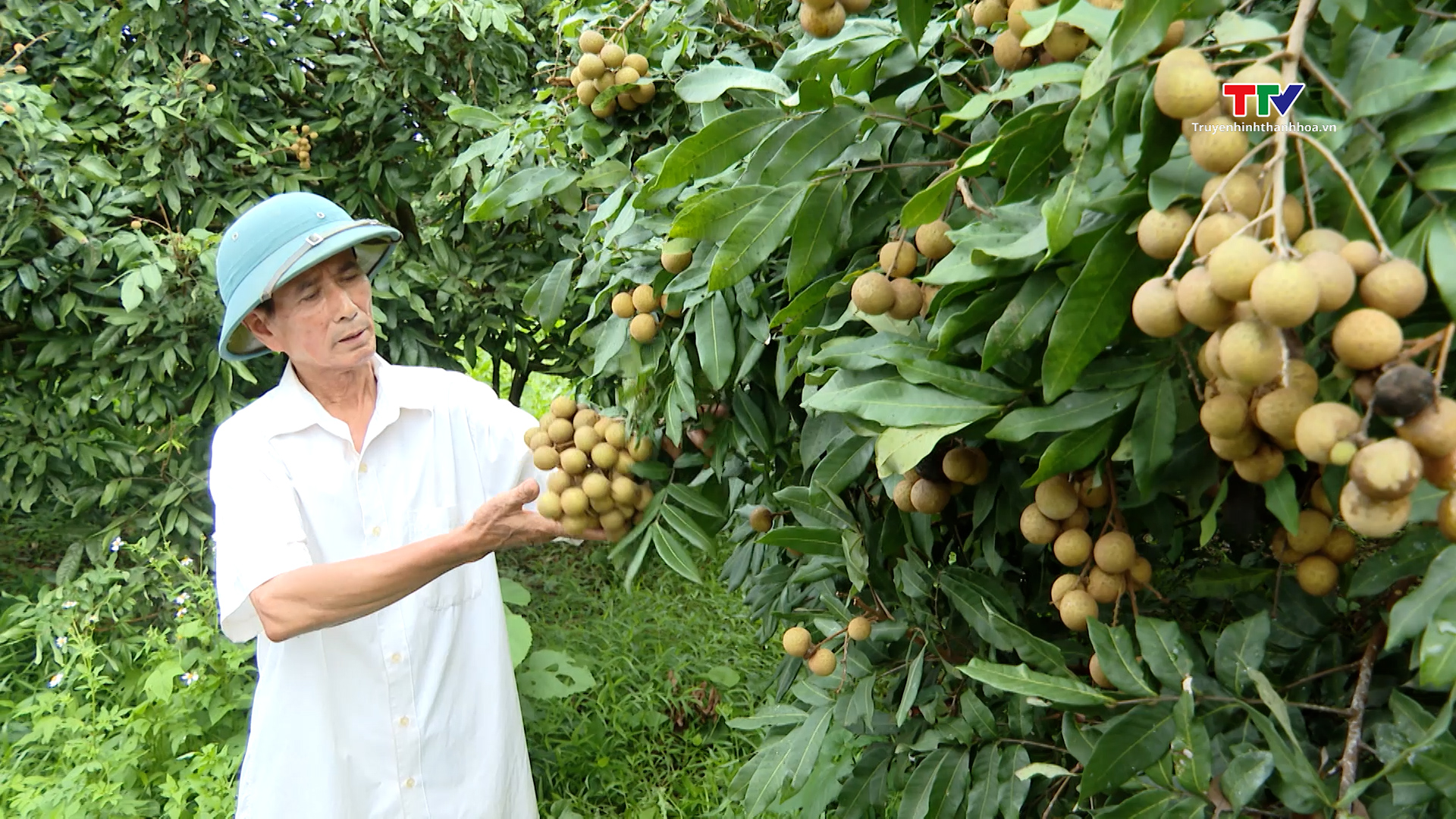 Nông dân huyện Ngọc Lặc thu hoạch vụ nhãn sớm - Ảnh 2. Nông dân huyện Ngọc Lặc thu hoạch vụ nhãn sớm - Ảnh 2.