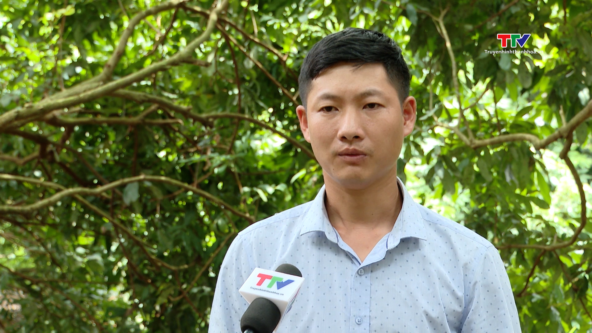 Nông dân huyện Ngọc Lặc thu hoạch vụ nhãn sớm - Ảnh 3. Nông dân huyện Ngọc Lặc thu hoạch vụ nhãn sớm - Ảnh 3.