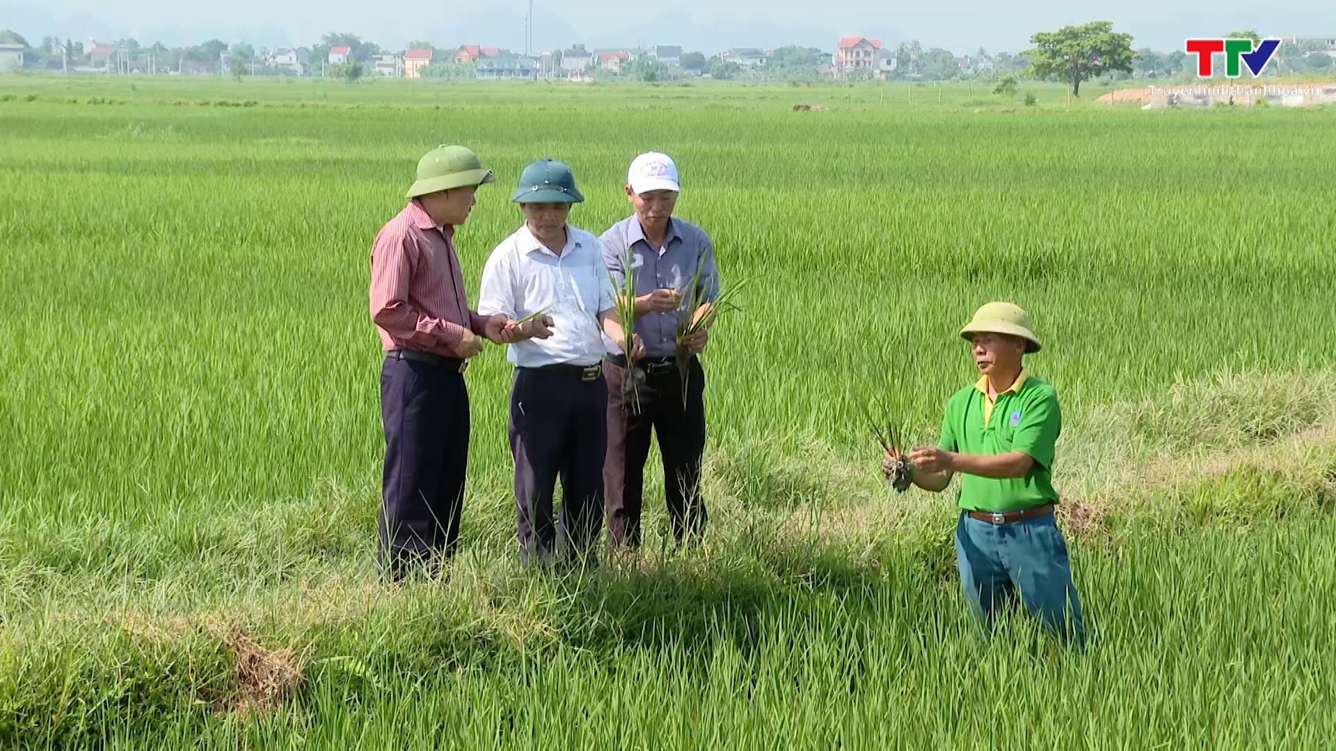 Các địa phương tập trung chăm sóc lúa mùa - Ảnh 2.