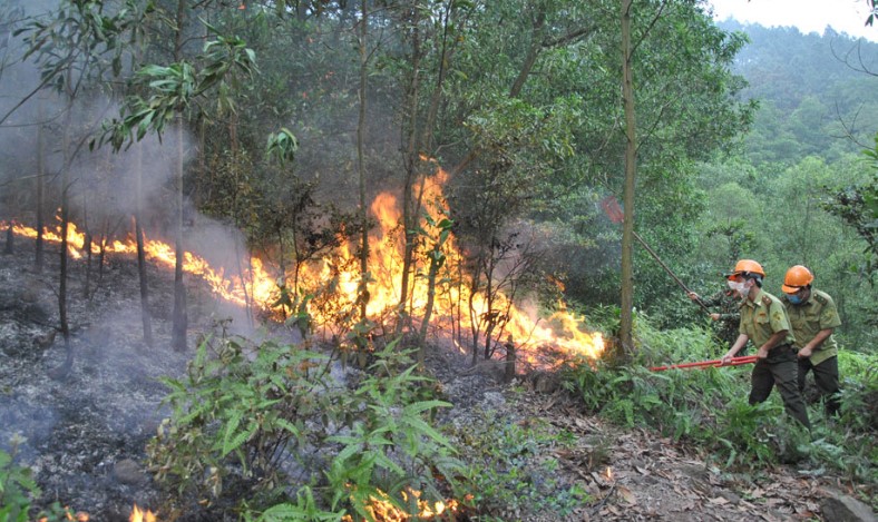 Dự báo và thông tin cấp dự báo cháy rừng từ ngày 07/7 - 10/7/2023 trên địa bàn tỉnh Thanh Hóa - Ảnh 1.