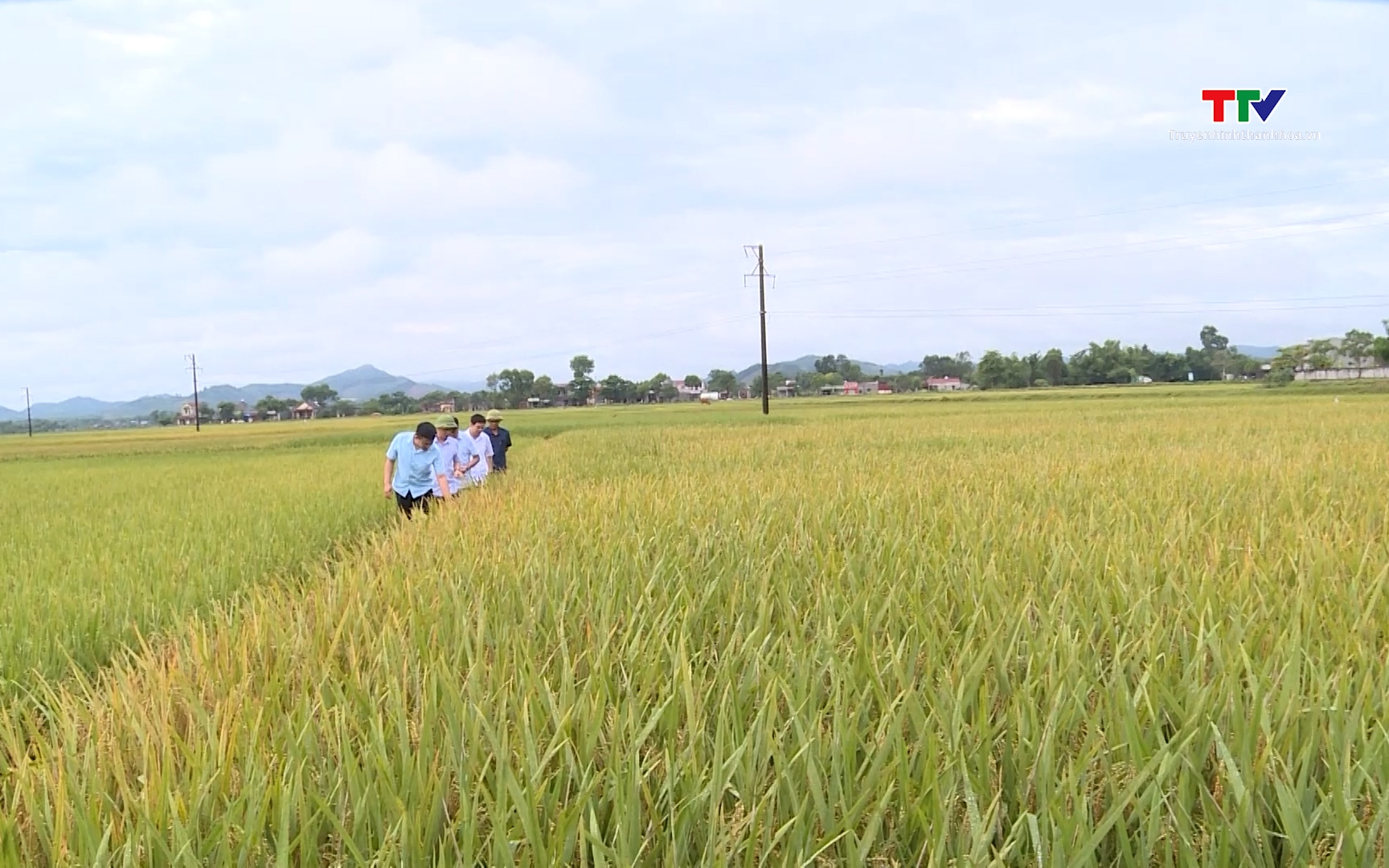 Phát triển liên kết sản xuất lúa nếp