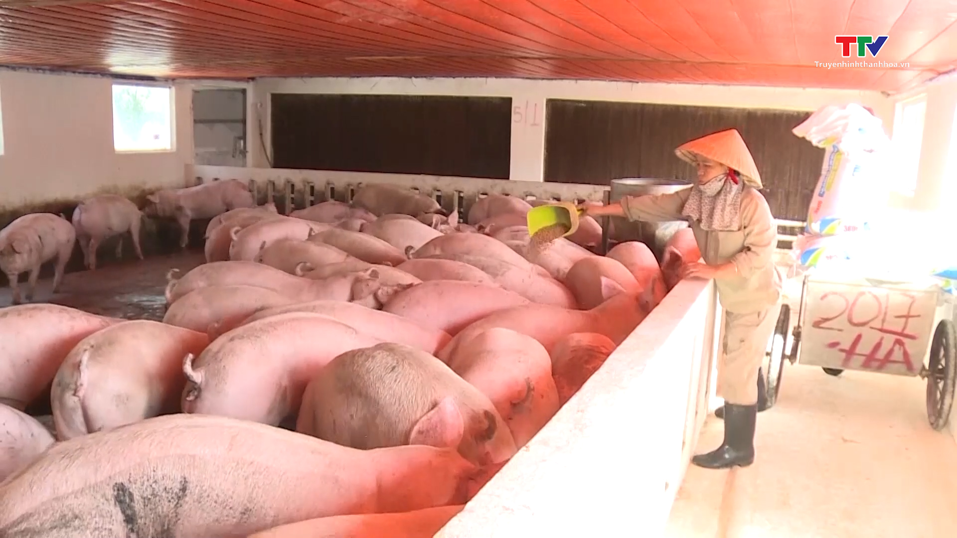 Giá lợn hơi gần cán mốc 70.000 đồng 1 kg - Ảnh 2.